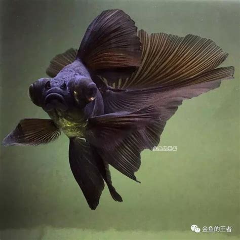 金魚黑色|金魚是什麼魚？水族館愛好者的完整指南 